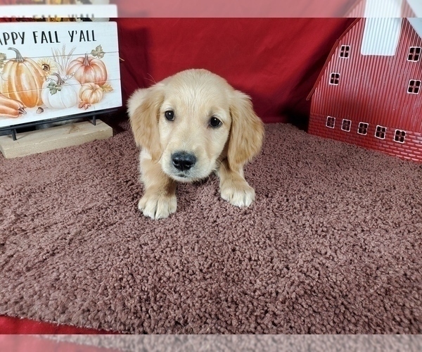 Medium Photo #29 Golden Retriever Puppy For Sale in FALCON, CO, USA