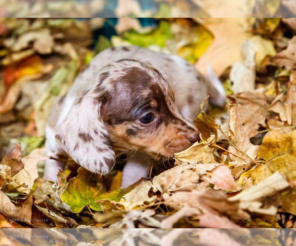 Medium Photo #7 Dachshund Puppy For Sale in WAKARUSA, IN, USA