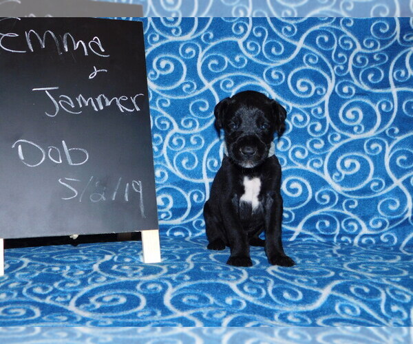 Medium Photo #8 Great Dane Puppy For Sale in LAKE CITY, FL, USA