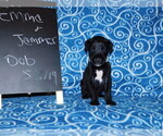 Small Photo #8 Great Dane Puppy For Sale in LAKE CITY, FL, USA