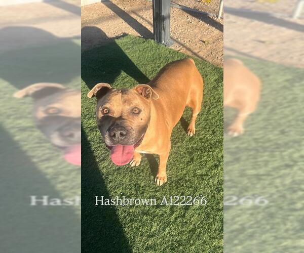 Medium Photo #1 Mastiff-Staffordshire Bull Terrier Mix Puppy For Sale in HESPERIA, CA, USA