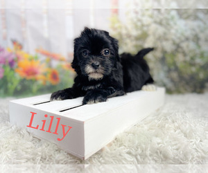 ShihPoo Puppy for sale in KINSTON, NC, USA