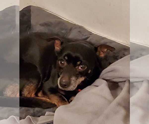 Medium Photo #3 Dachshund-Unknown Mix Puppy For Sale in Weston, FL, USA