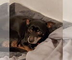 Small #2 Dachshund Mix