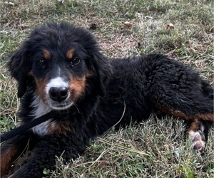 Bernese Mountain Dog Puppy for sale in CUBA, MO, USA