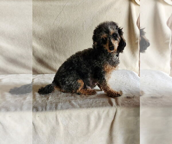 Medium Photo #1 Poodle (Miniature) Puppy For Sale in MUNFORDVILLE, KY, USA