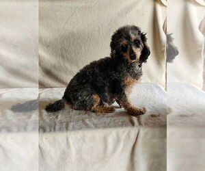 Mother of the Poodle (Miniature) puppies born on 08/24/2025