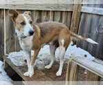 Small #4 Border Collie Mix