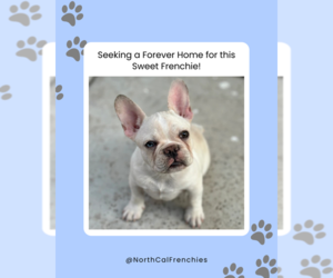 French Bulldog Puppy for sale in SACRAMENTO, CA, USA