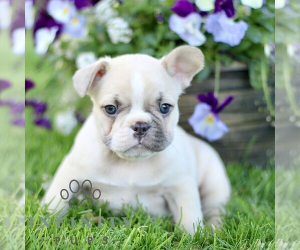 Medium Photo #1 French Bulldog Puppy For Sale in RONKS, PA, USA