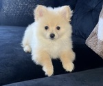 Small #10 Pomeranian