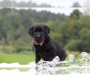 Labrador Retriever Puppy for sale in HYDE PARK, VT, USA