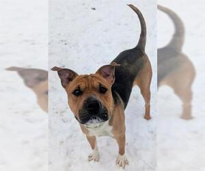 American Foxhound-Chinese Shar-Pei Mix Dogs for adoption in Akron, OH, USA