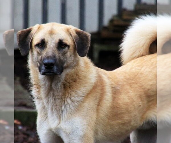 Medium Photo #3 Anatolian Shepherd-Great Pyrenees Mix Puppy For Sale in Sequim, WA, USA