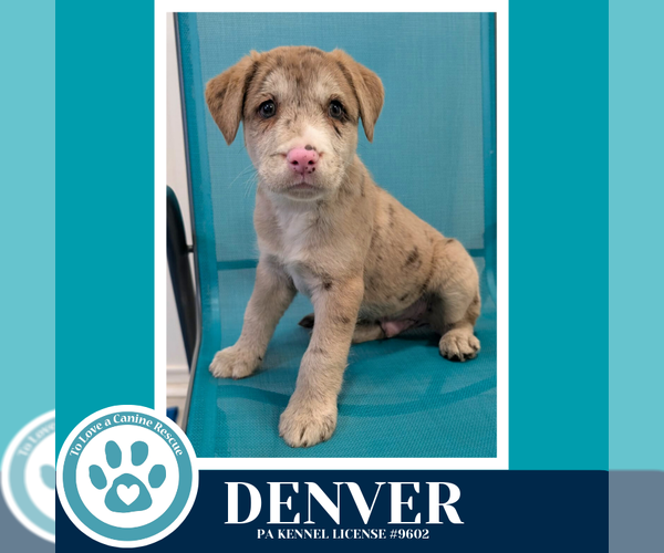 Medium Photo #1 Catahoula Leopard Dog-Labrador Retriever Mix Puppy For Sale in Kimberton, PA, USA