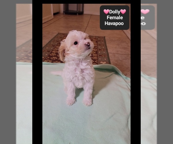 Medium Photo #3 Havapoo Puppy For Sale in TUCSON, AZ, USA