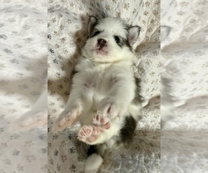Medium Pomsky
