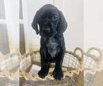 Puppy Lana Del Ray German Shorthaired Pointer