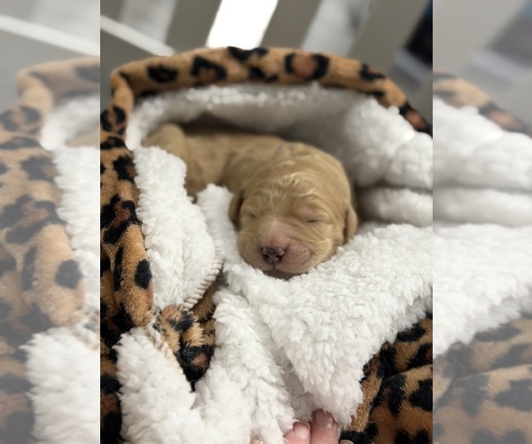 Medium Photo #11 Goldendoodle Puppy For Sale in NORTH AUGUSTA, SC, USA