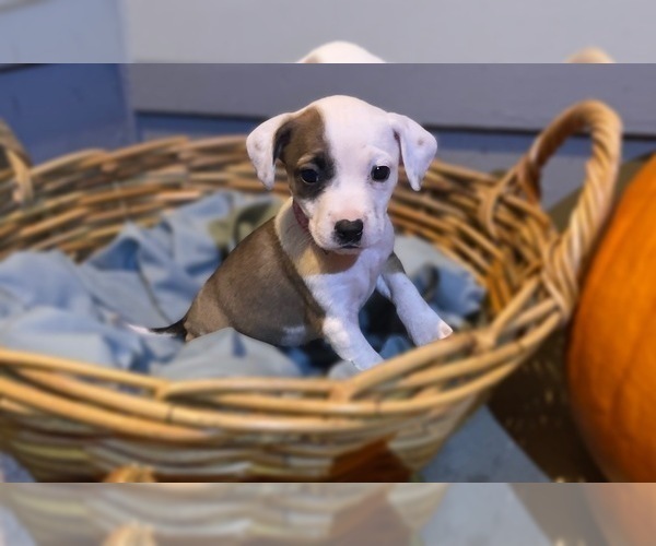 Medium Photo #12 Mutt Puppy For Sale in GRIFFIN, GA, USA