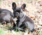 Small Photo #1 French Bulldog Puppy For Sale in LAWRENCEVILLE, GA, USA