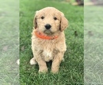 Puppy 5 English Cream Golden Retriever-Poodle (Standard) Mix