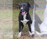 Small #3 Labrador Retriever Mix