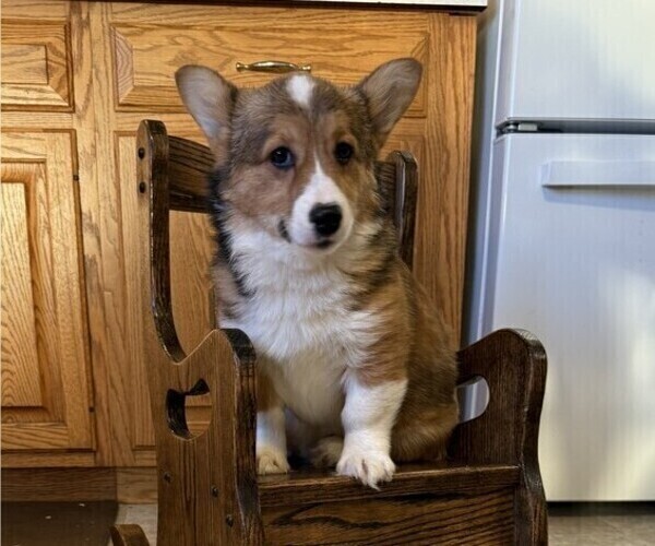 Medium Photo #3 Pembroke Welsh Corgi Puppy For Sale in STANLEY, WI, USA