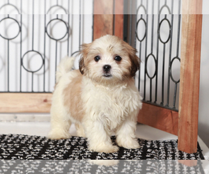 Mal-Shi Puppy for sale in NAPLES, FL, USA