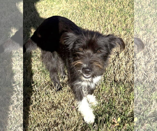 Medium Photo #4 Mutt Puppy For Sale in Boonton, NJ, USA