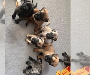 Mastiff Puppy for sale in OLATHE, KS, USA
