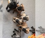 Image preview for Ad Listing. Nickname: Litter of 7