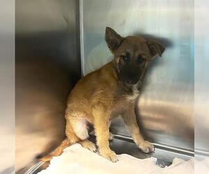 German Shepherd Dog-Unknown Mix Dogs for adoption in San Antonio, TX, USA