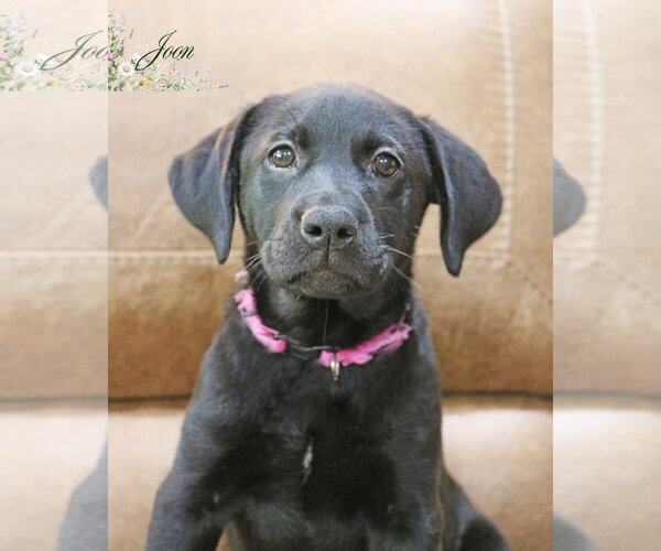 Medium Photo #4 Labrador Retriever-Unknown Mix Puppy For Sale in Wakefield, RI, USA