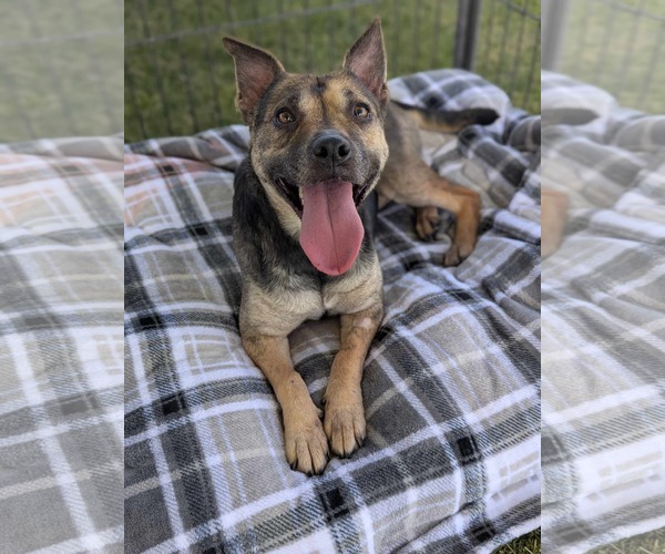 Medium Photo #1 Beagle-Unknown Mix Puppy For Sale in El Centro, CA, USA