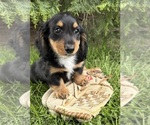 Image preview for Ad Listing. Nickname: Hendrix