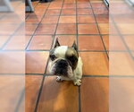 Small #4 French Bulldog
