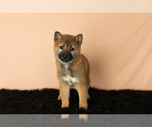 Shiba Inu Puppy for sale in MILLERSBURG, IN, USA