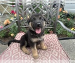 Puppy Puppy 5 German Shepherd Dog