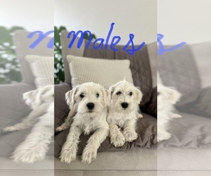 Miniature Schnauzer-Poodle (Toy) Mix Puppy for sale in POST FALLS, ID, USA
