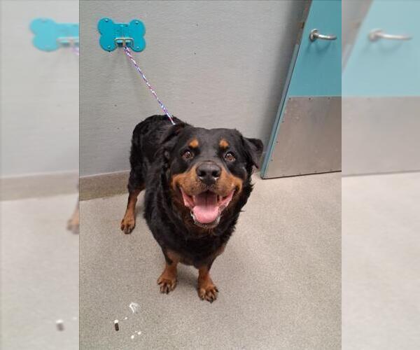 Medium Photo #1 Rottweiler-Unknown Mix Puppy For Sale in Las Vegas, NV, USA