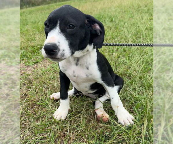 Medium Photo #4 Pointer-Unknown Mix Puppy For Sale in Tarrytown, GA, USA