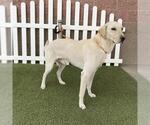 Small Labrador Retriever