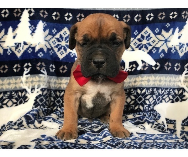 Medium Photo #3 Boerboel Puppy For Sale in CHRISTIANA, PA, USA