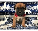 Small Photo #3 Boerboel Puppy For Sale in CHRISTIANA, PA, USA