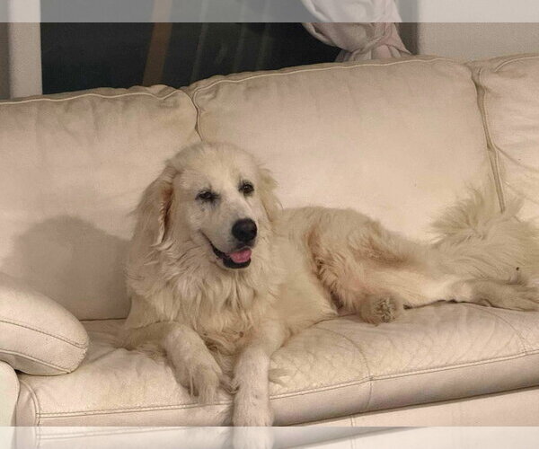 Medium Photo #1 Great Pyrenees-Unknown Mix Puppy For Sale in Minneapolis, MN, USA