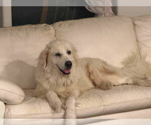 Great Pyrenees-Unknown Mix Dogs for adoption in Minneapolis, MN, USA