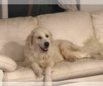 Small Great Pyrenees Mix