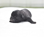 Small #1 Pug