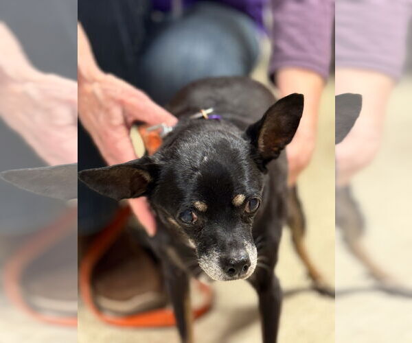 Medium Photo #5 Chihuahua-Unknown Mix Puppy For Sale in Wheaton, IL, USA